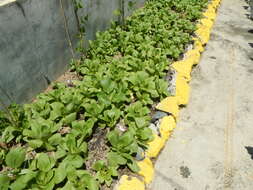 Image of pak choi