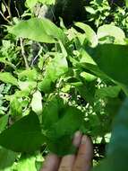 Image of Solanum bonariense L.