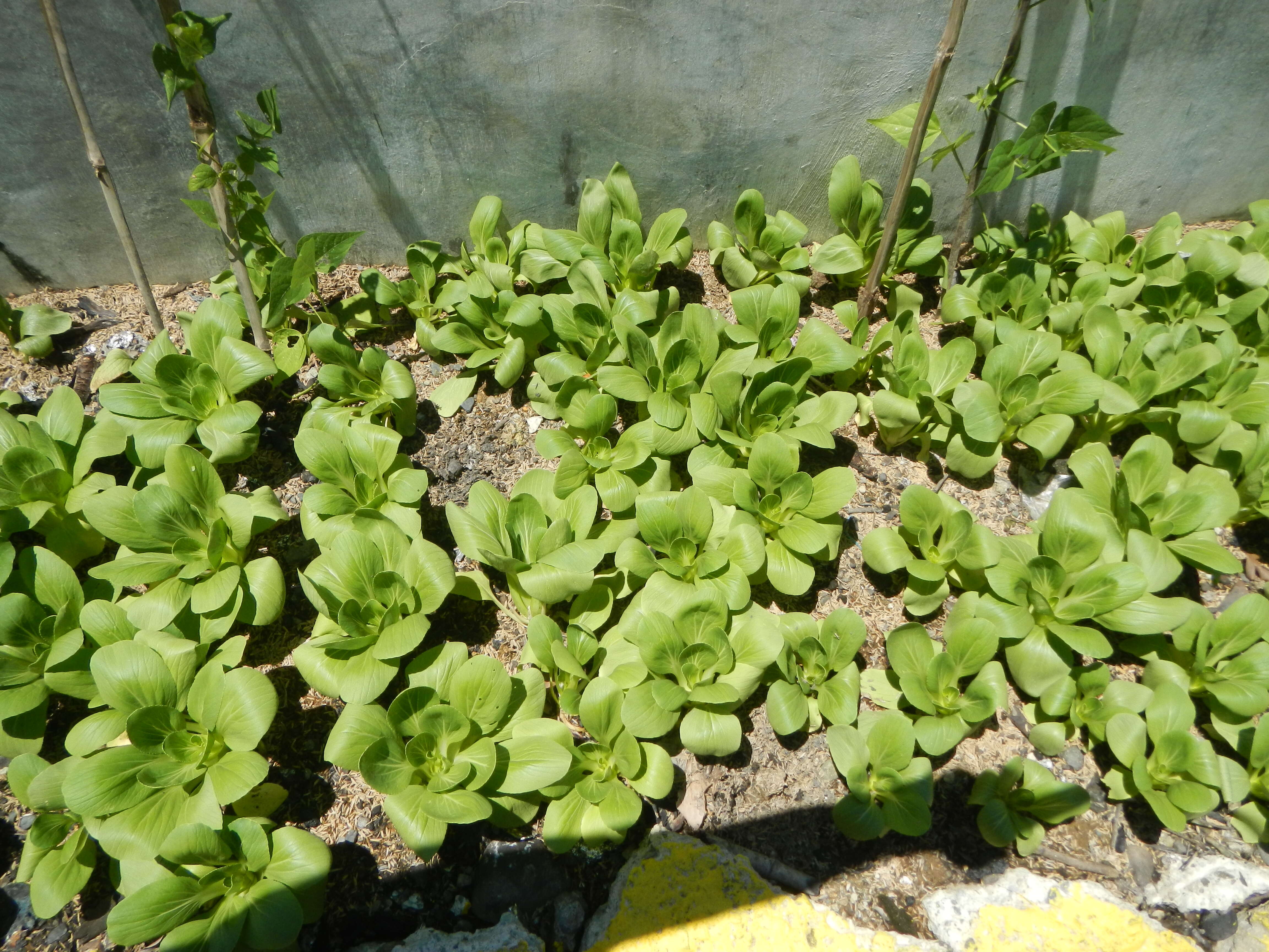 Image of pak choi