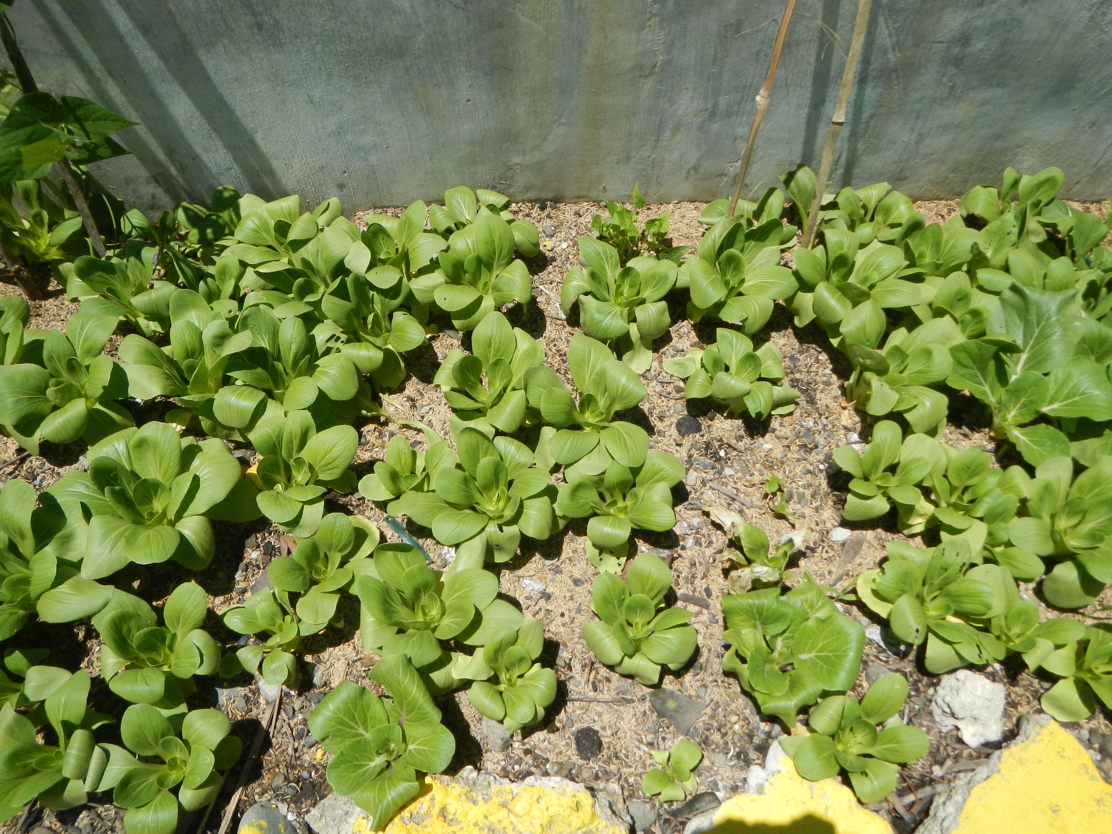 Image of pak choi