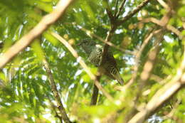 Image of African Emerald Cuckoo