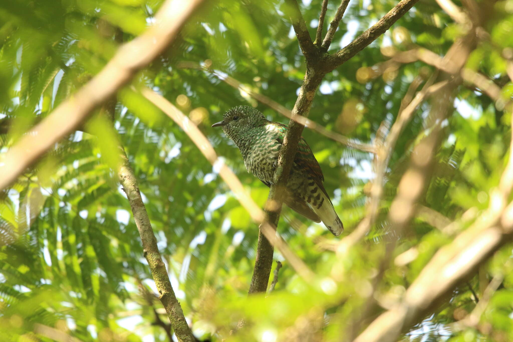 Image of African Emerald Cuckoo