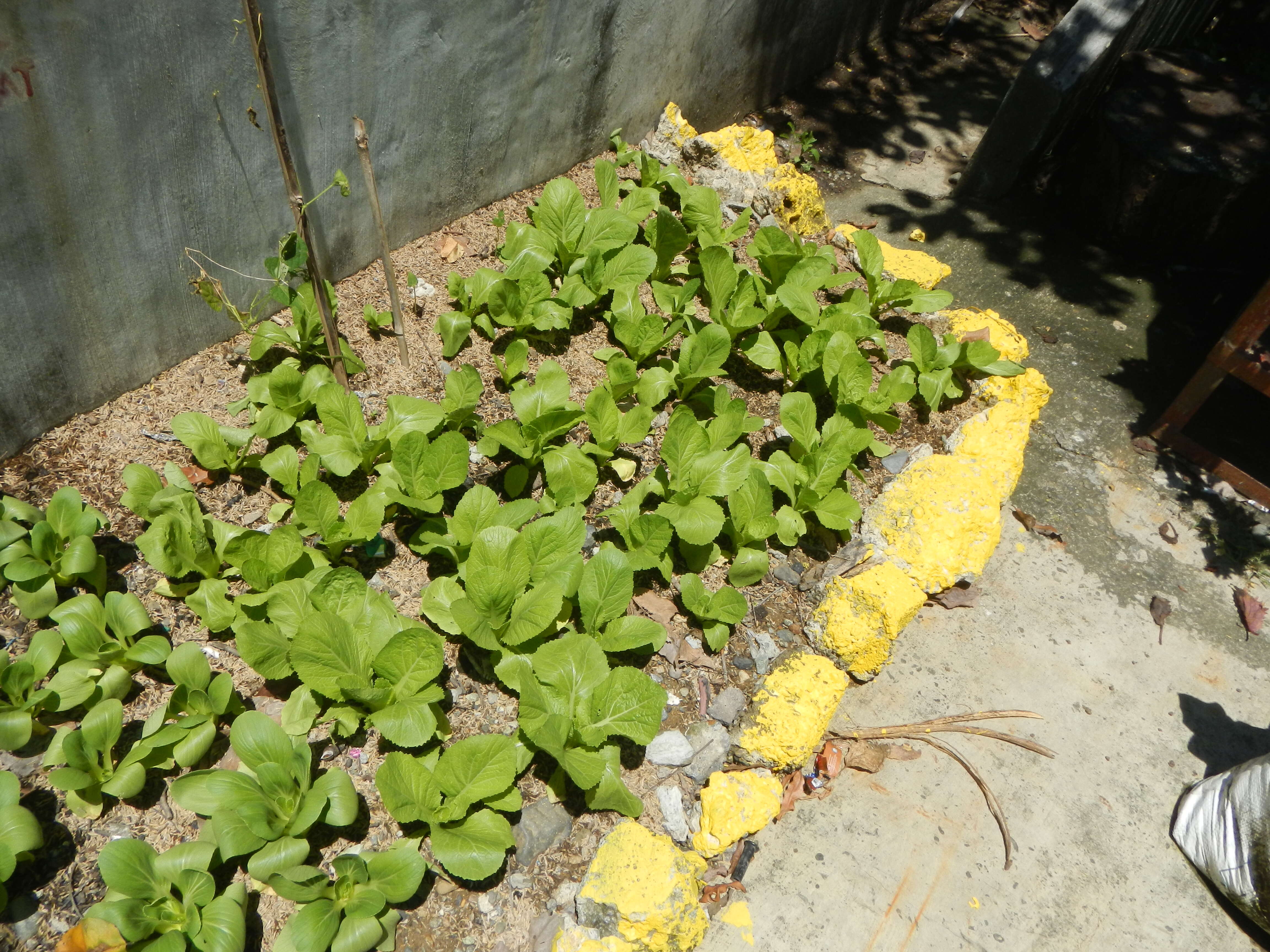 Image of pak choi