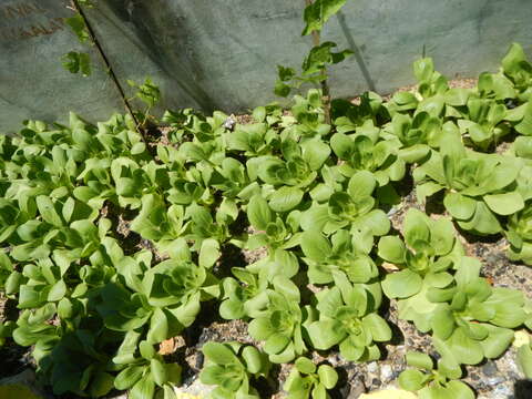 Image of pak choi