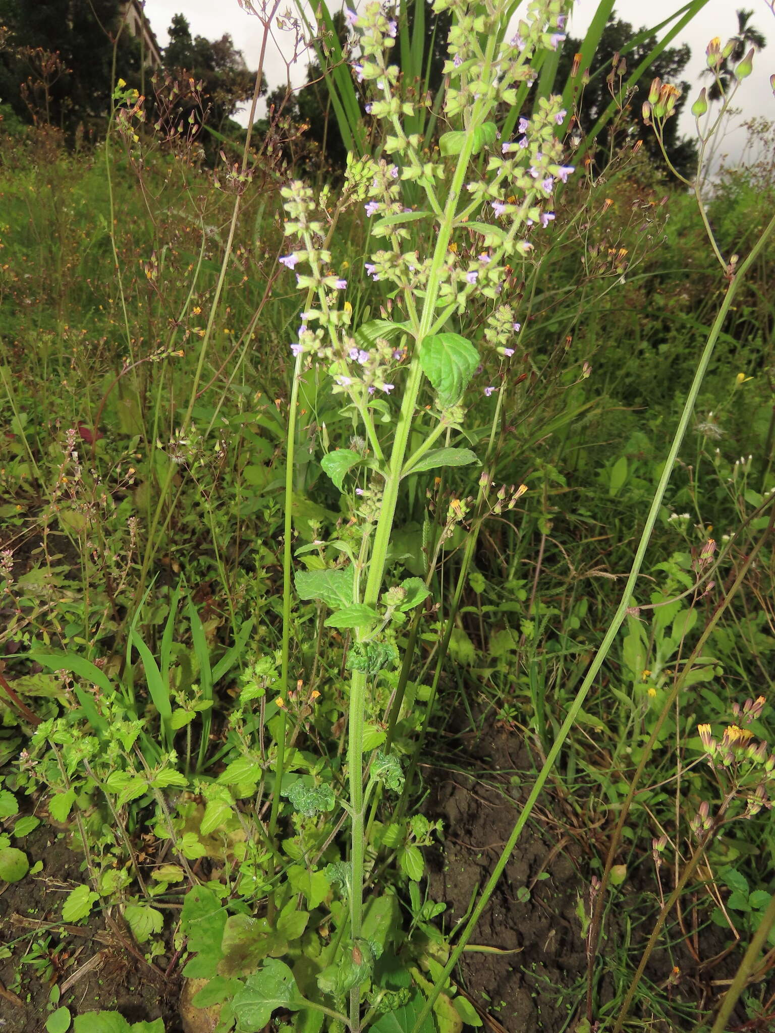 Image de Salvia plebeia R. Br.