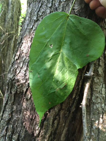 Image of southern catalpa