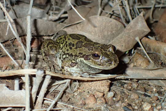 Image of Lowland Burrowing Treefrog