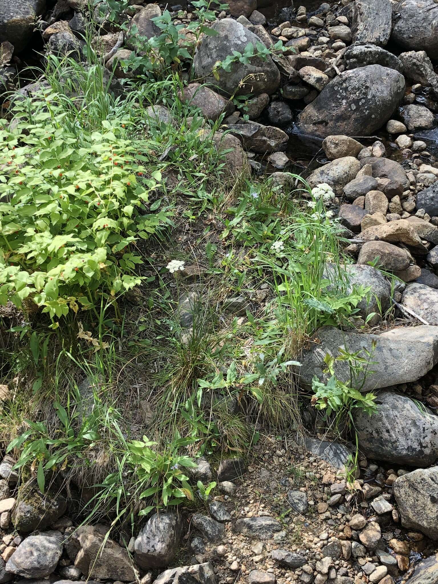 Image of Rocky Mountain hemlockparsley