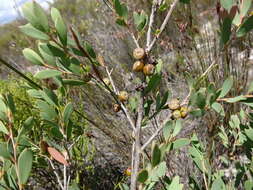 Image of Australian myrtle