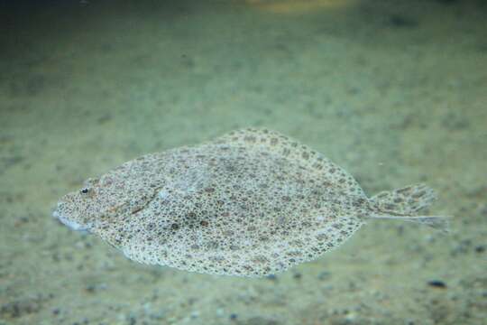 Image of turbot