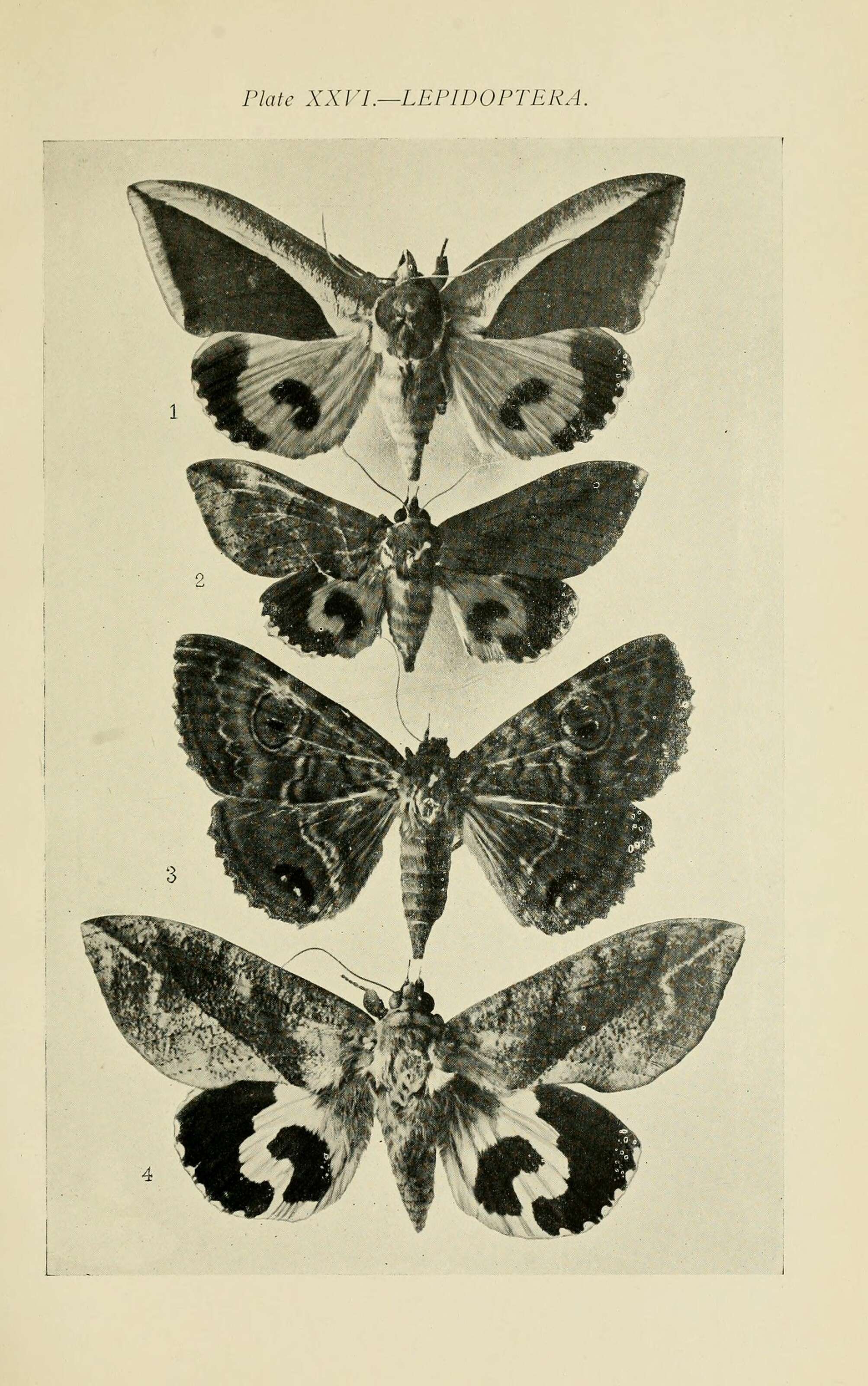 Image of Eudocima salaminia Cramer 1777