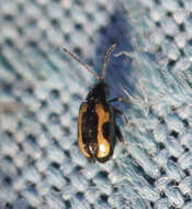 Image of Striped flea beetle