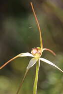 Image of Scented spider orchid