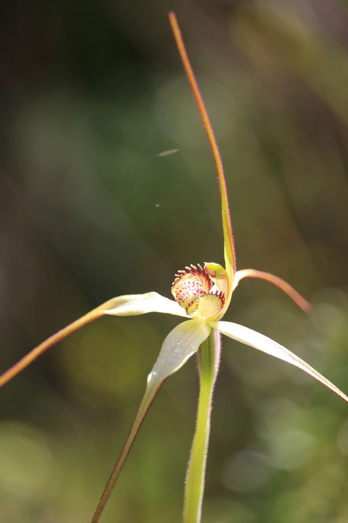 Image of Scented spider orchid