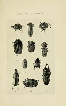 Plancia ëd Lamprima aurata Latreille 1817