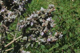 Image of Stachys viticina Boiss.