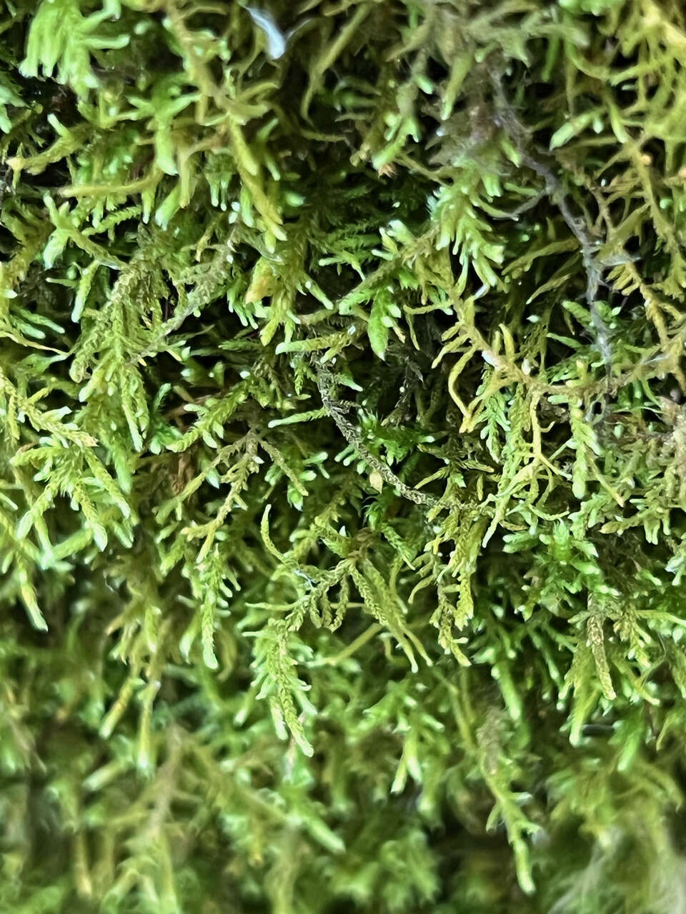 Imagem de Claopodium crispifolium Renauld & Cardot 1893