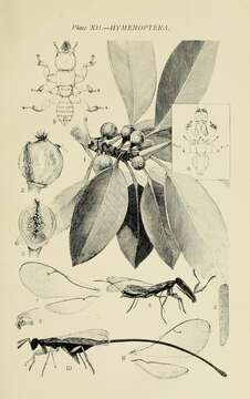 Image of Fig wasp