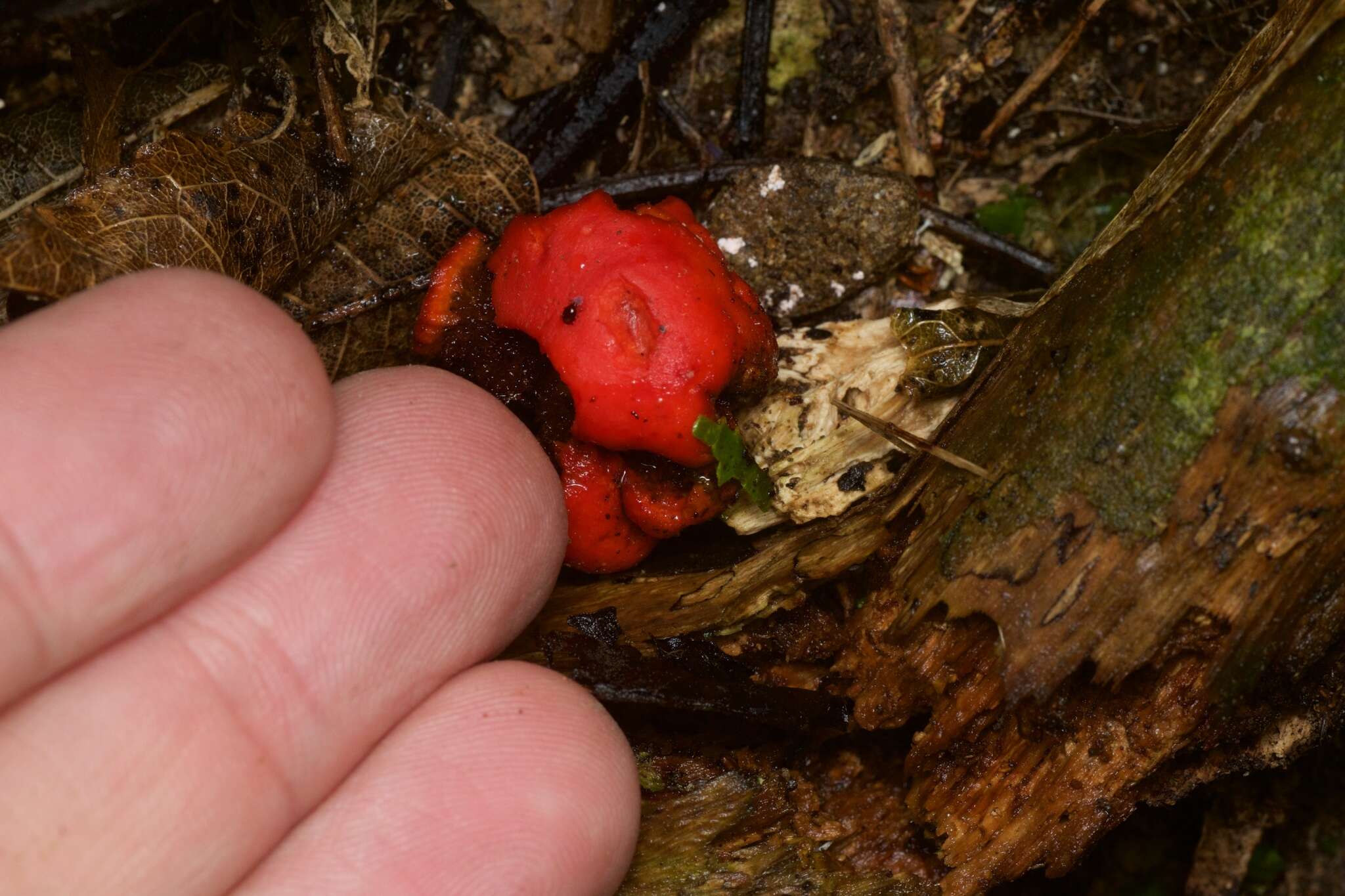 Sivun Leratiomyces erythrocephalus (Tul. & C. Tul.) Beever & D. C. Park 2008 kuva