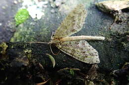 Image of kāmahi green spindle