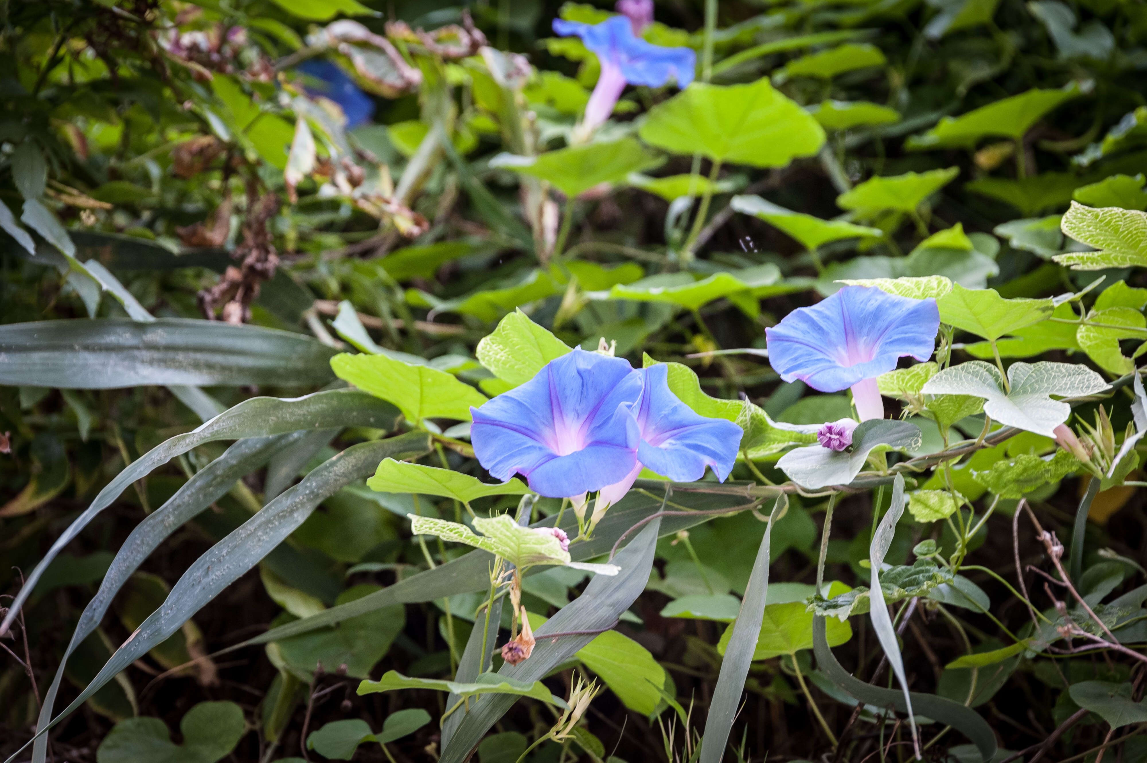 Sivun Ipomoea indica (J. Burman) Merr. kuva