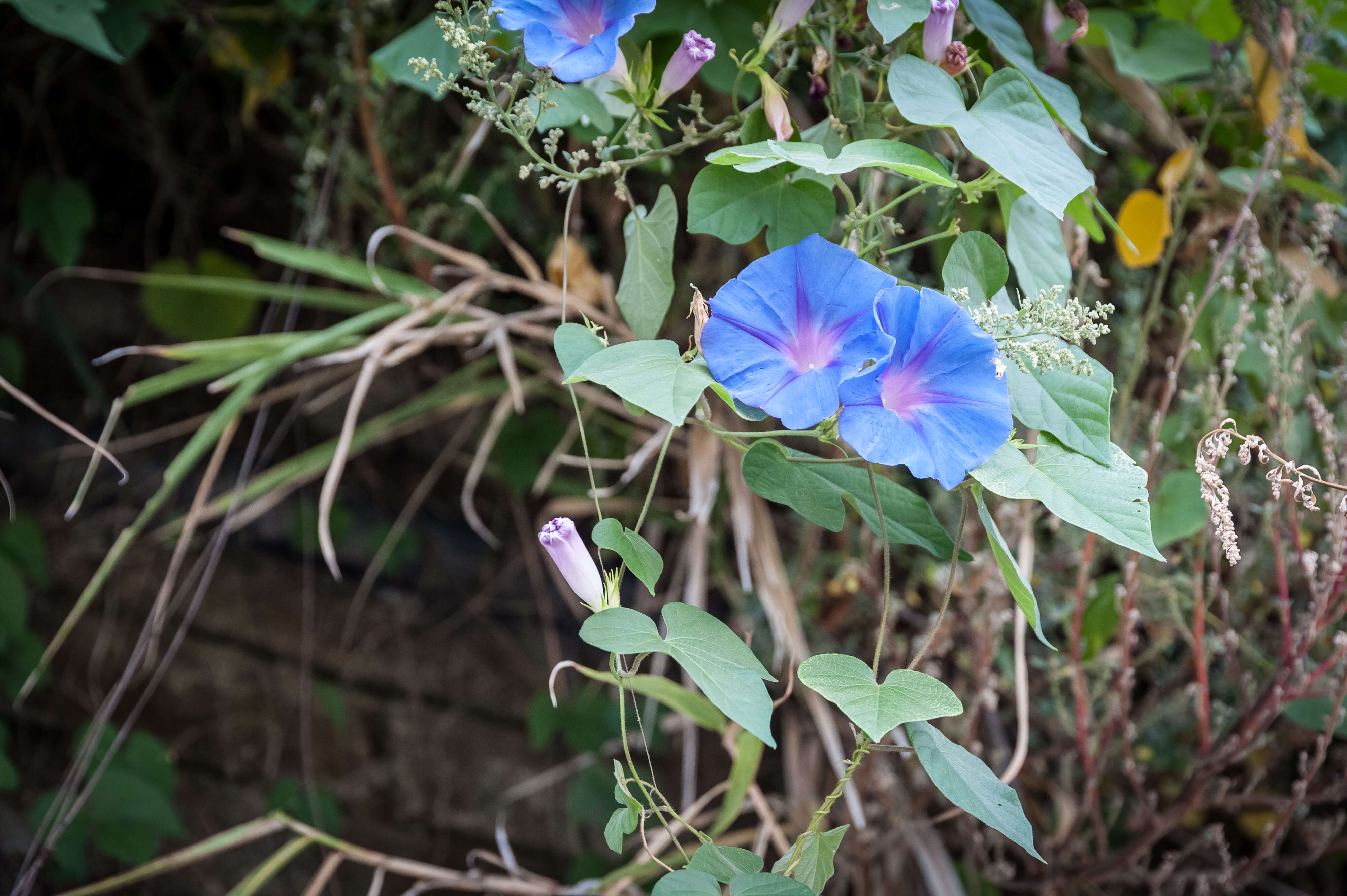 Sivun Ipomoea indica (J. Burman) Merr. kuva