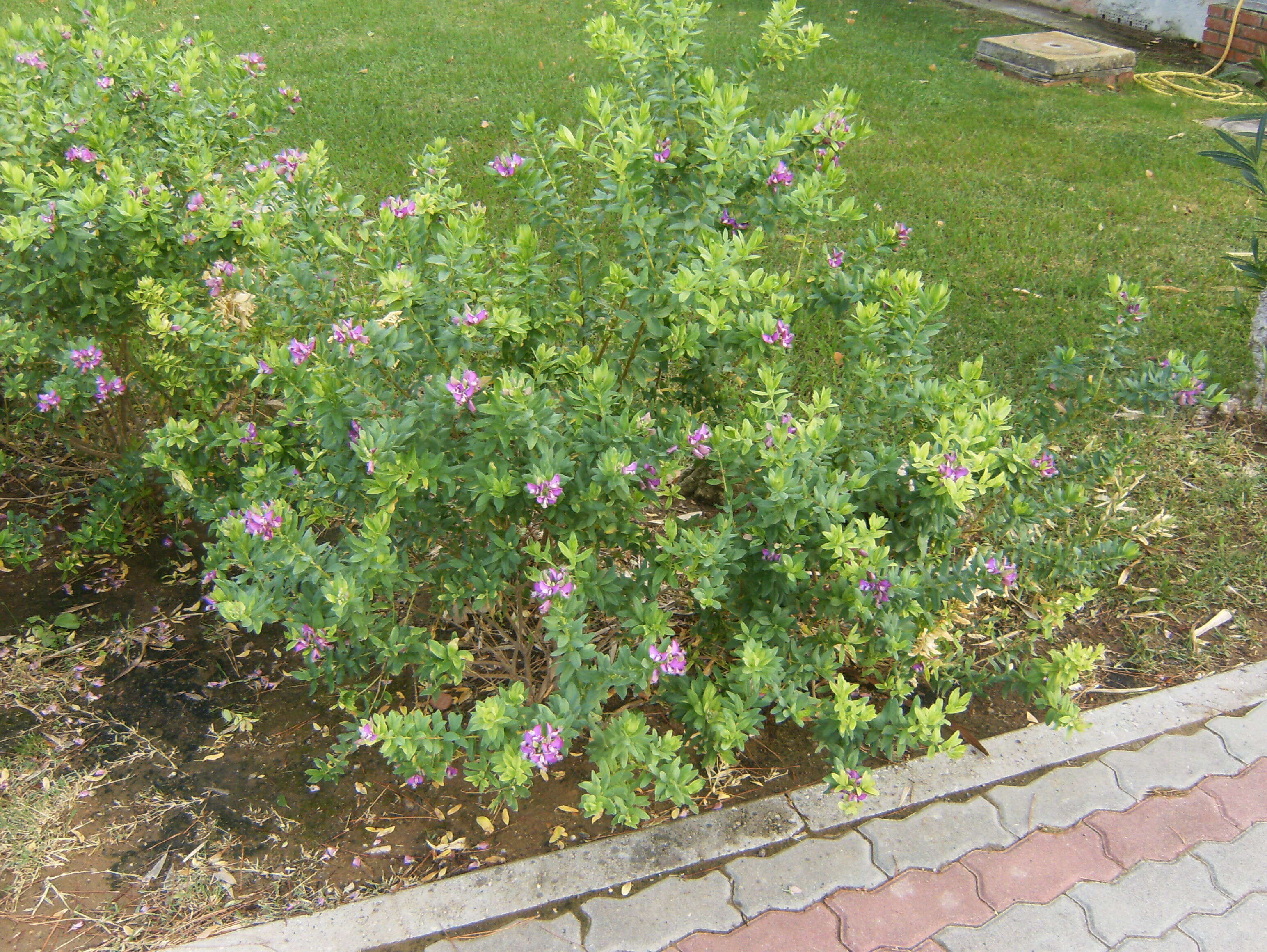 Image of myrtle-leaf milkwort