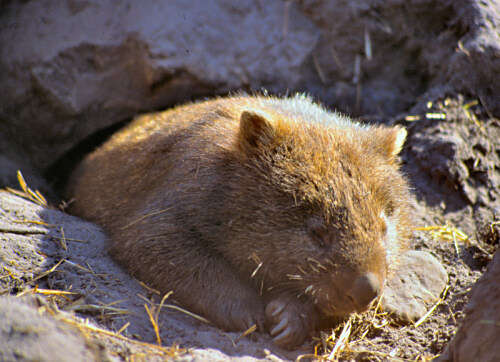 Image of Bare-nosed Wombats