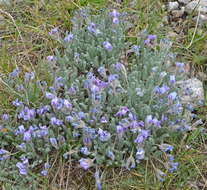 Image de Oxytropis chionobia Bunge