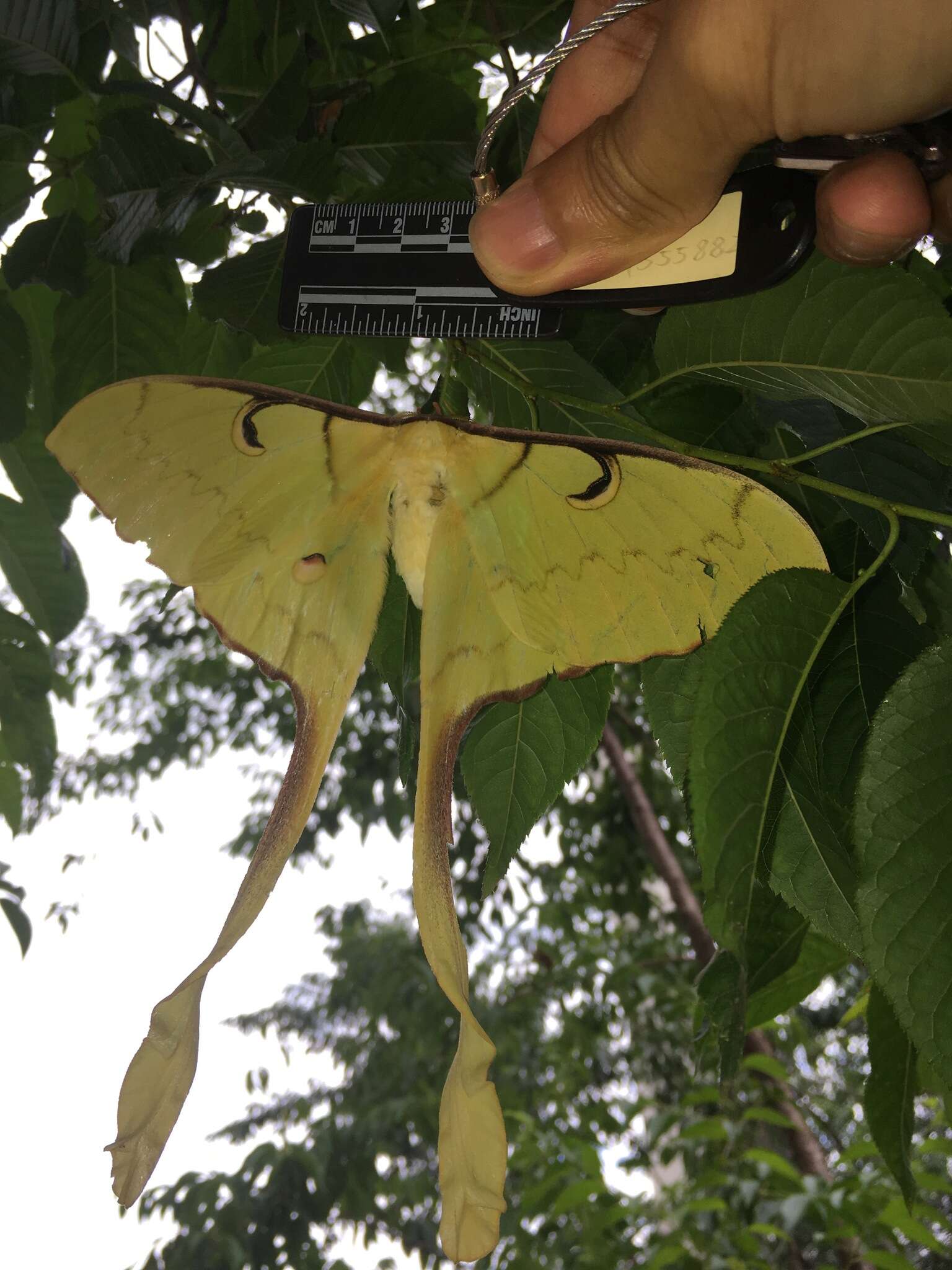 Image of Malaysian moon moth