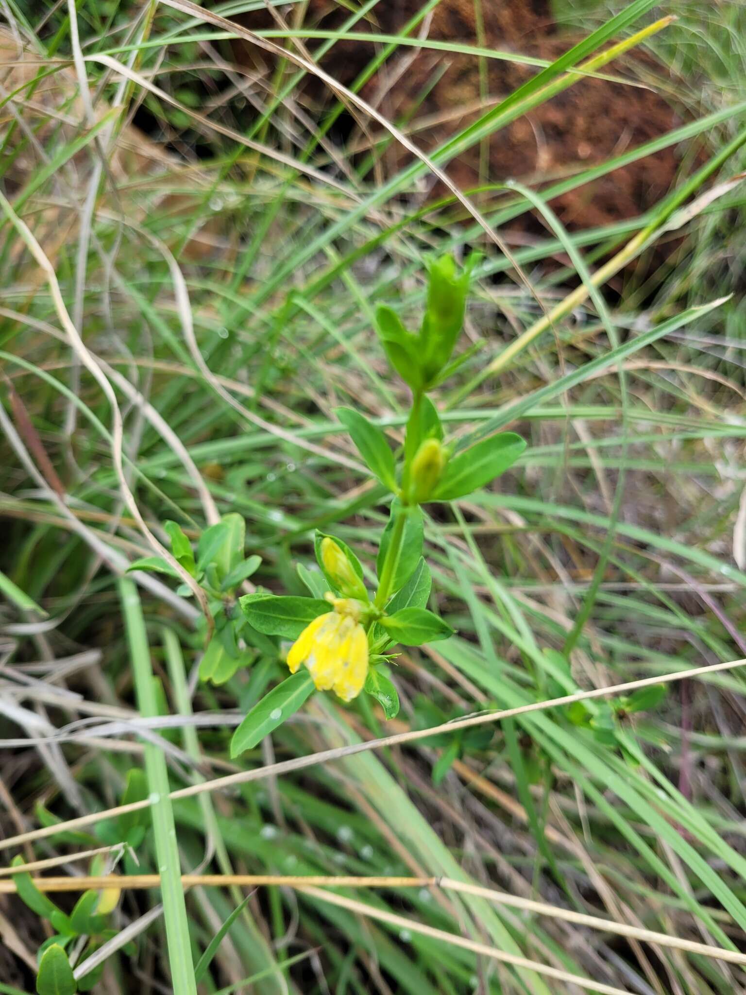 Image of Justicia odora (Forssk.) Vahl