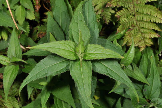 Image of <i>Eupatorium shimadae</i>