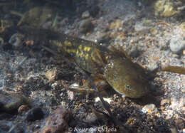 Image of Ambystoma rivulare (Taylor 1940)