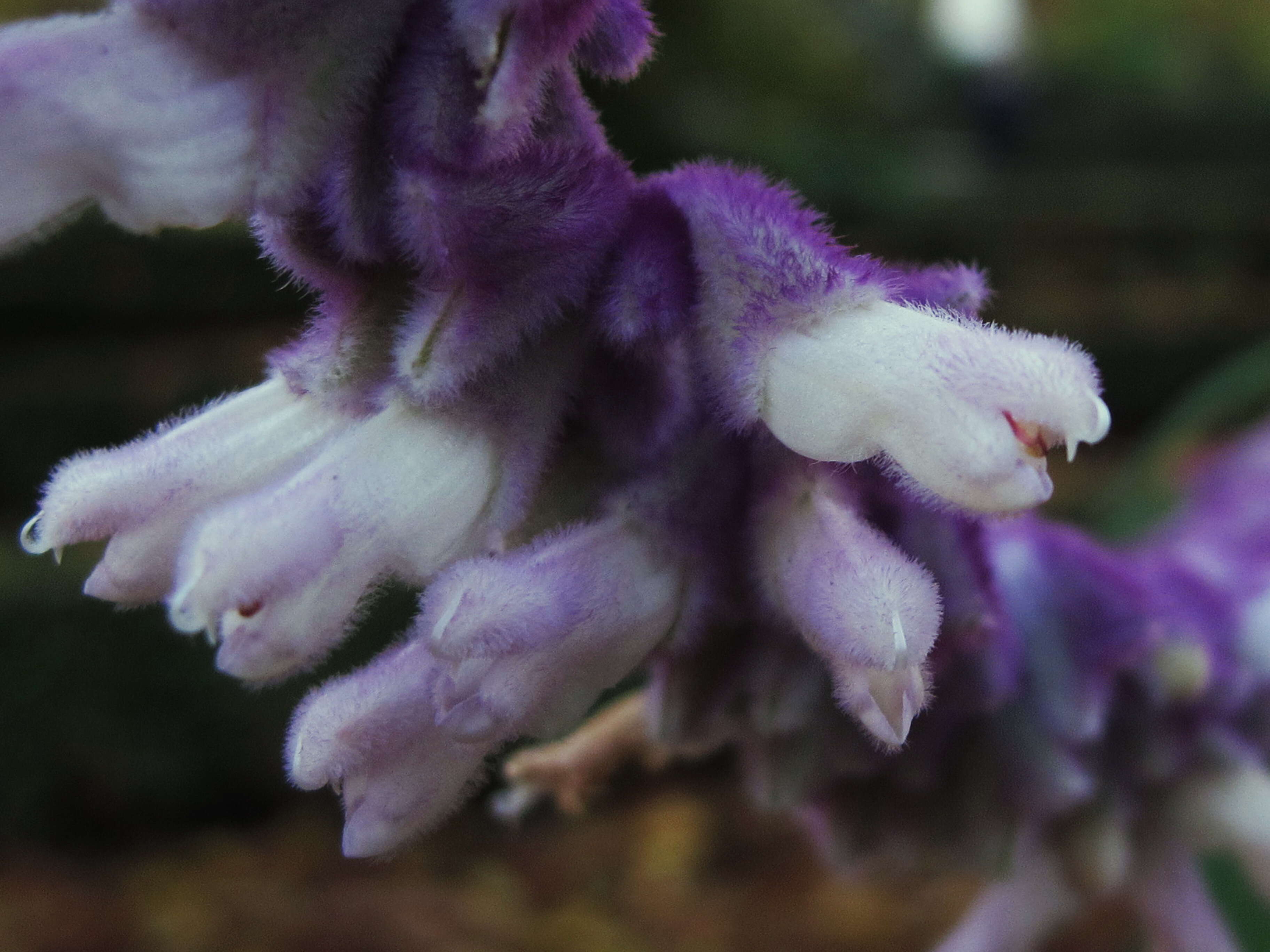 Imagem de Salvia leucantha Cav.