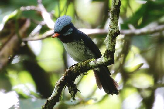 Image of Azure-crested Flycatcher