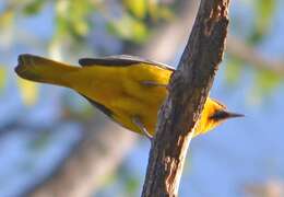 Image de Oriole de Bullock