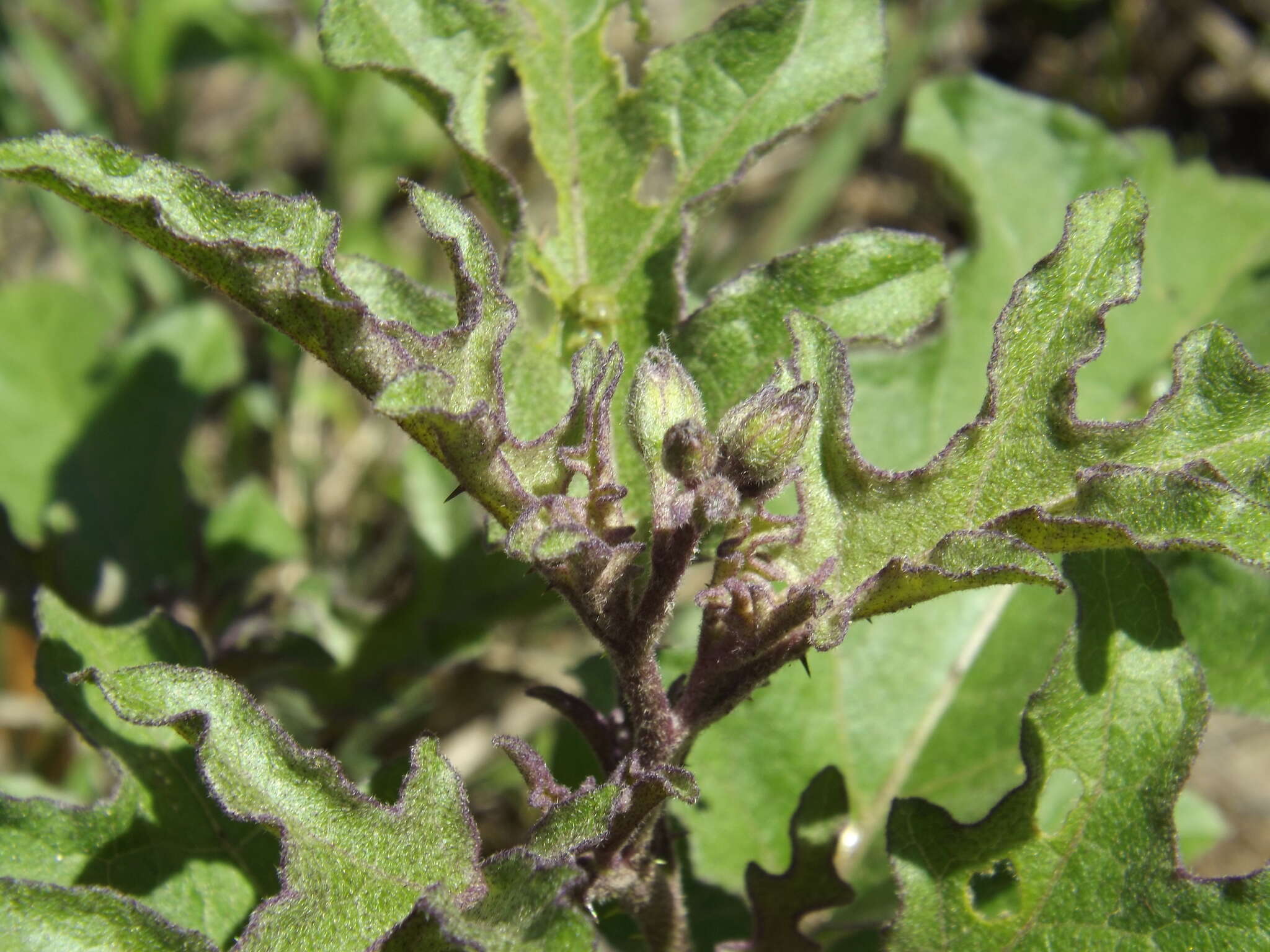 Imagem de Solanum dimidiatum Rafin.