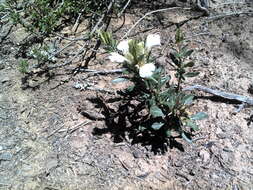 Blepharis capensis (L. fil.) Pers. resmi