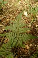 Image of Lastreopsis velutina (A. Rich.) Tindale