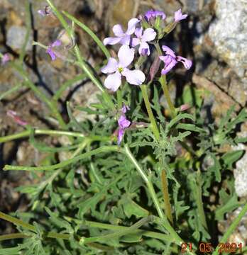 Image of Matthiola lunata DC.