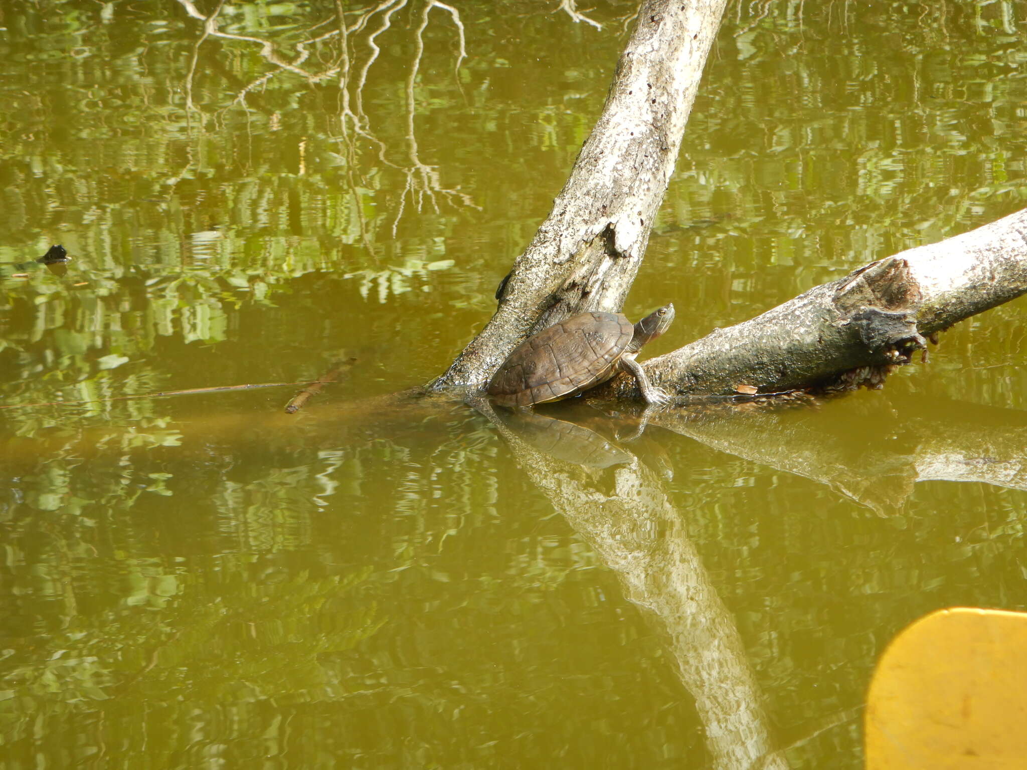 Image of Hispaniolan Slider Turtle