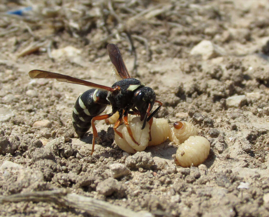 Sivun Tropidodynerus interruptus (Brulle 1832) kuva