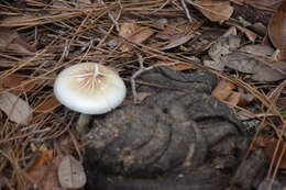 Image de Psilocybe cubensis (Earle) Singer 1948