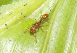 Image of Ant