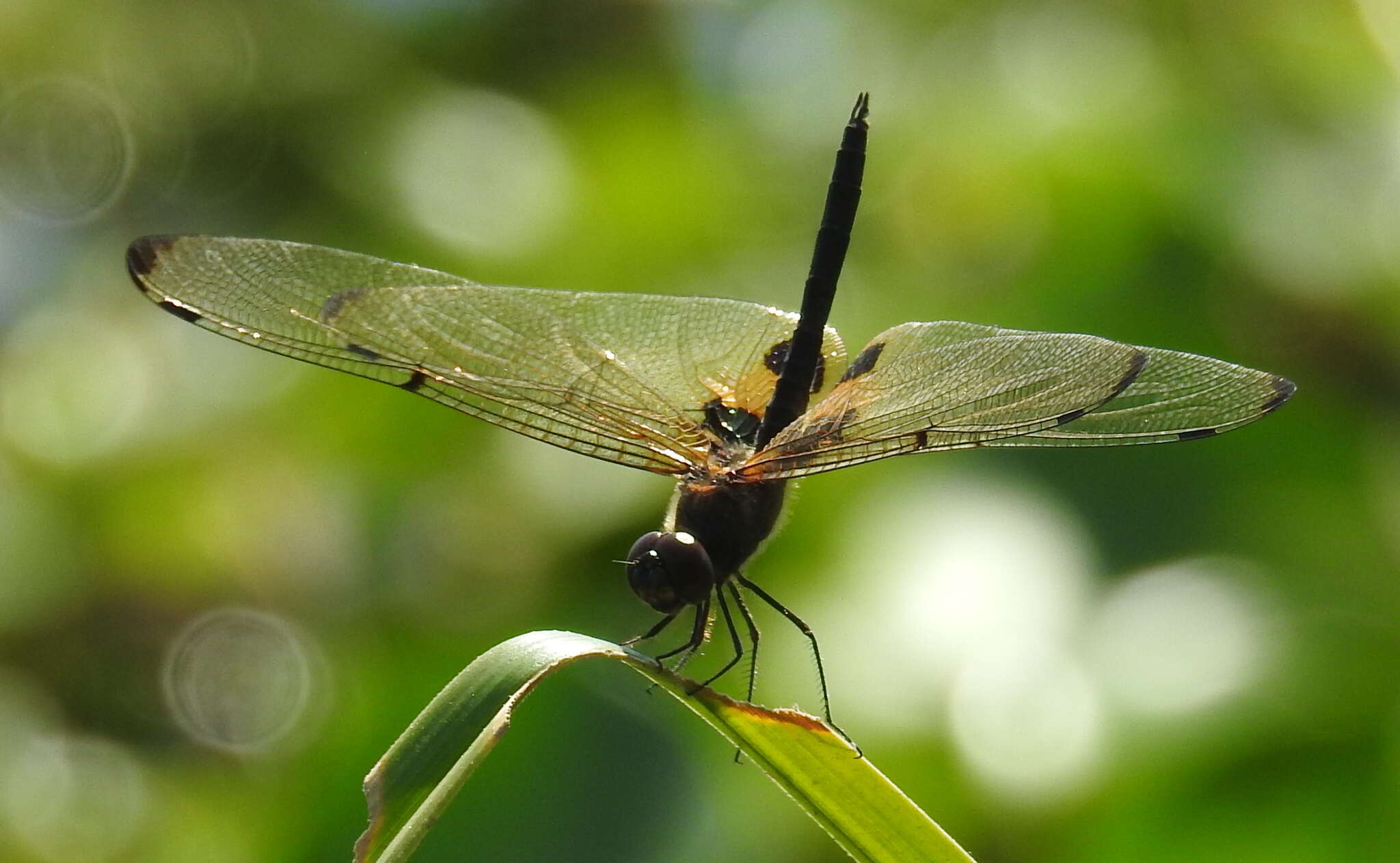 Image of <i>Rhyothemis phyllis snelleni</i> Selys 1878