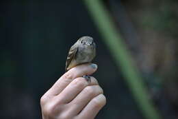 Image of Least Flycatcher