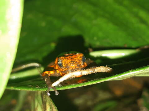 Image of Pichincha poison frog