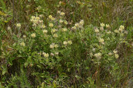 Oxytropis pilosa (L.) DC. resmi