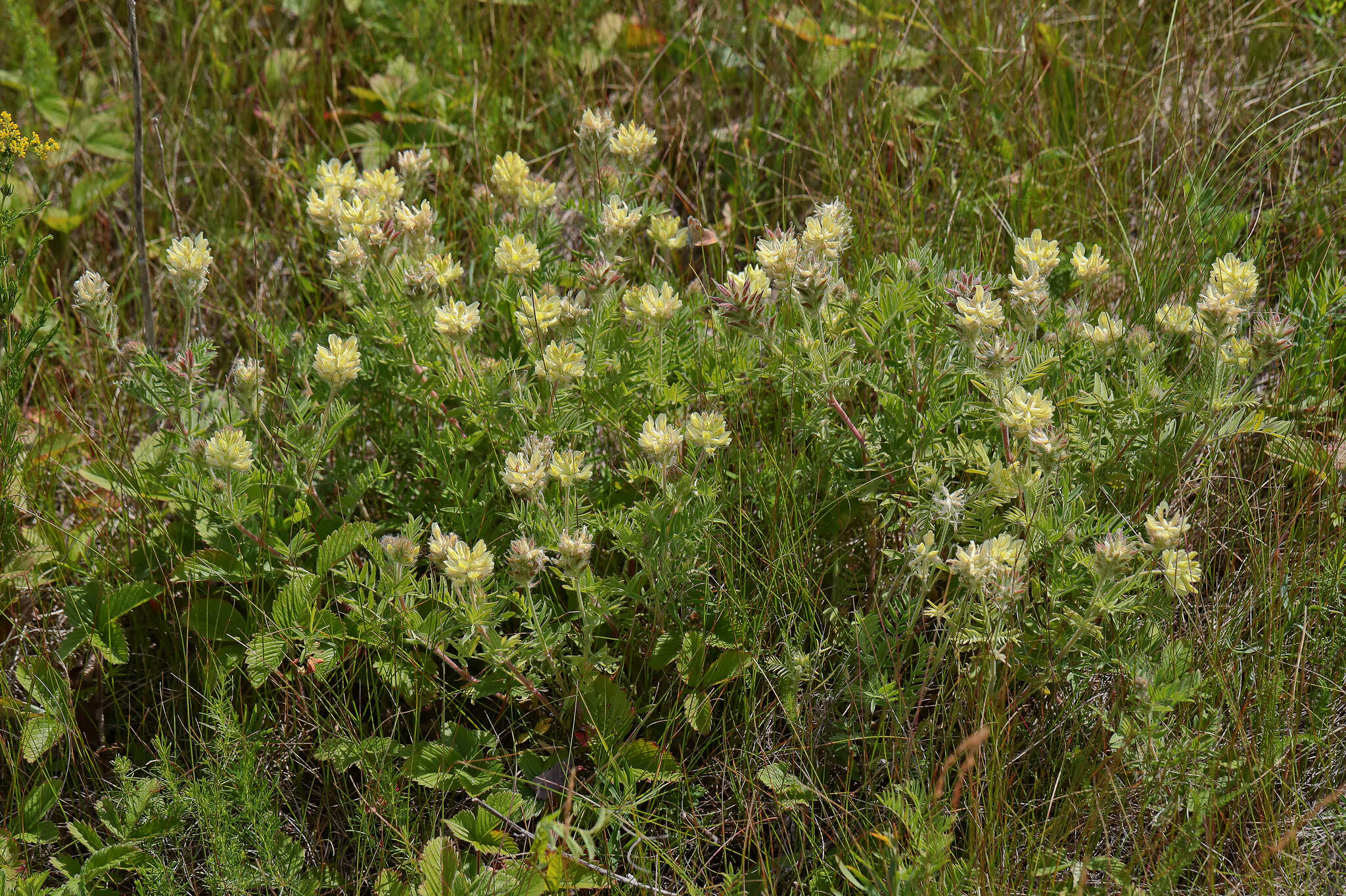 Oxytropis pilosa (L.) DC. resmi