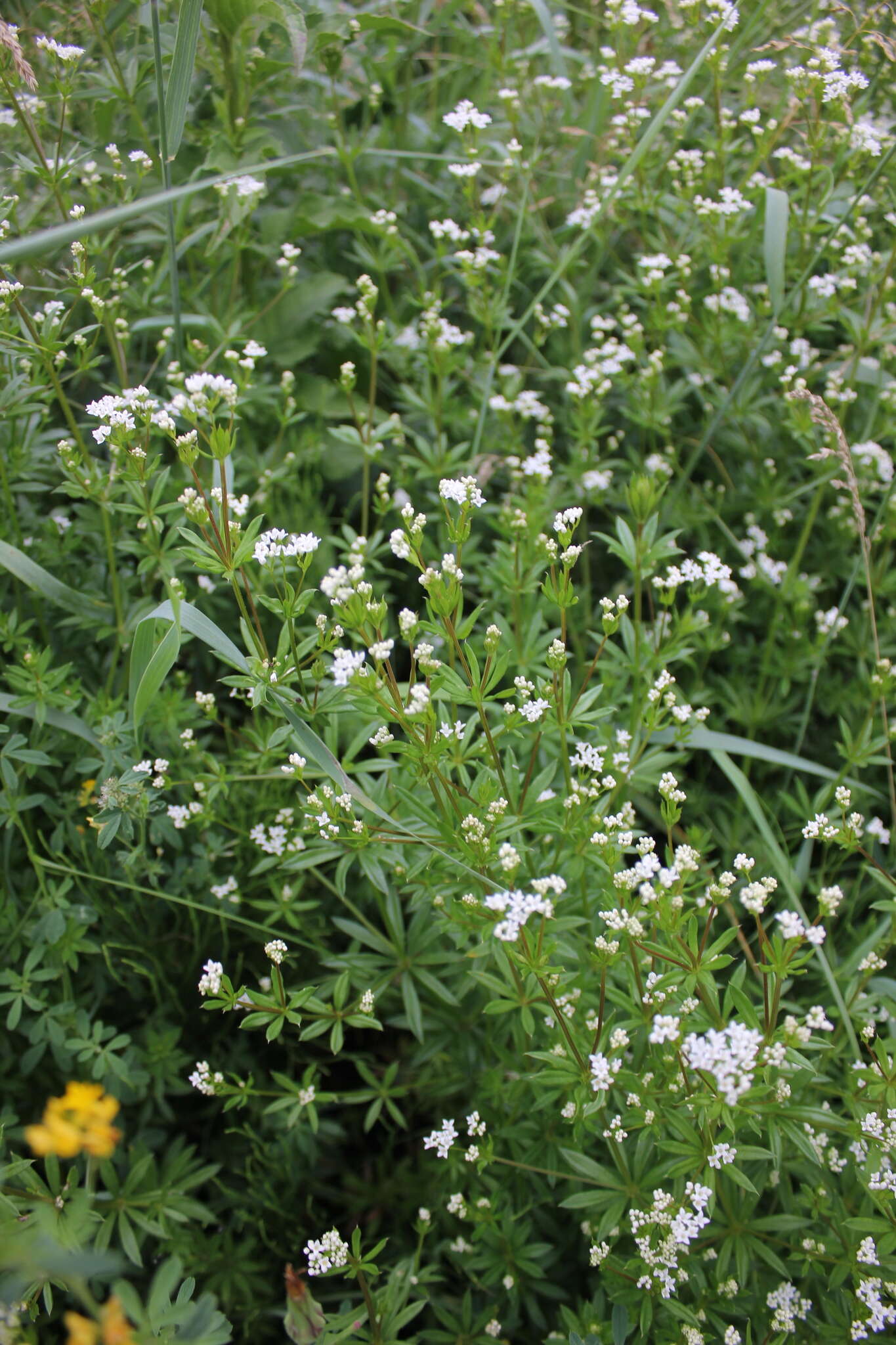 Image of Galium rivale (Sm.) Griseb.